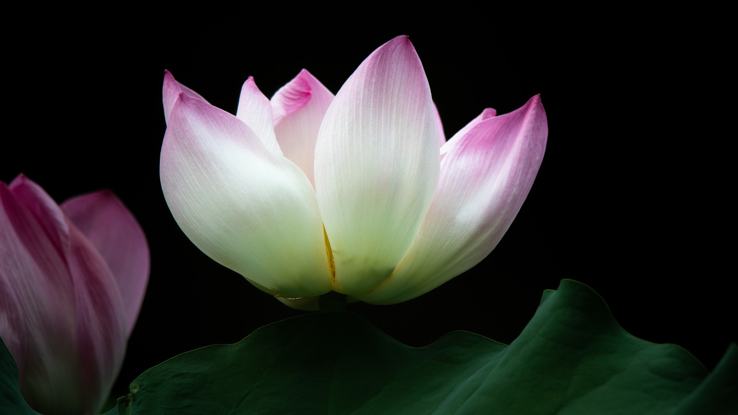 연못의 연꽃 실사 사진